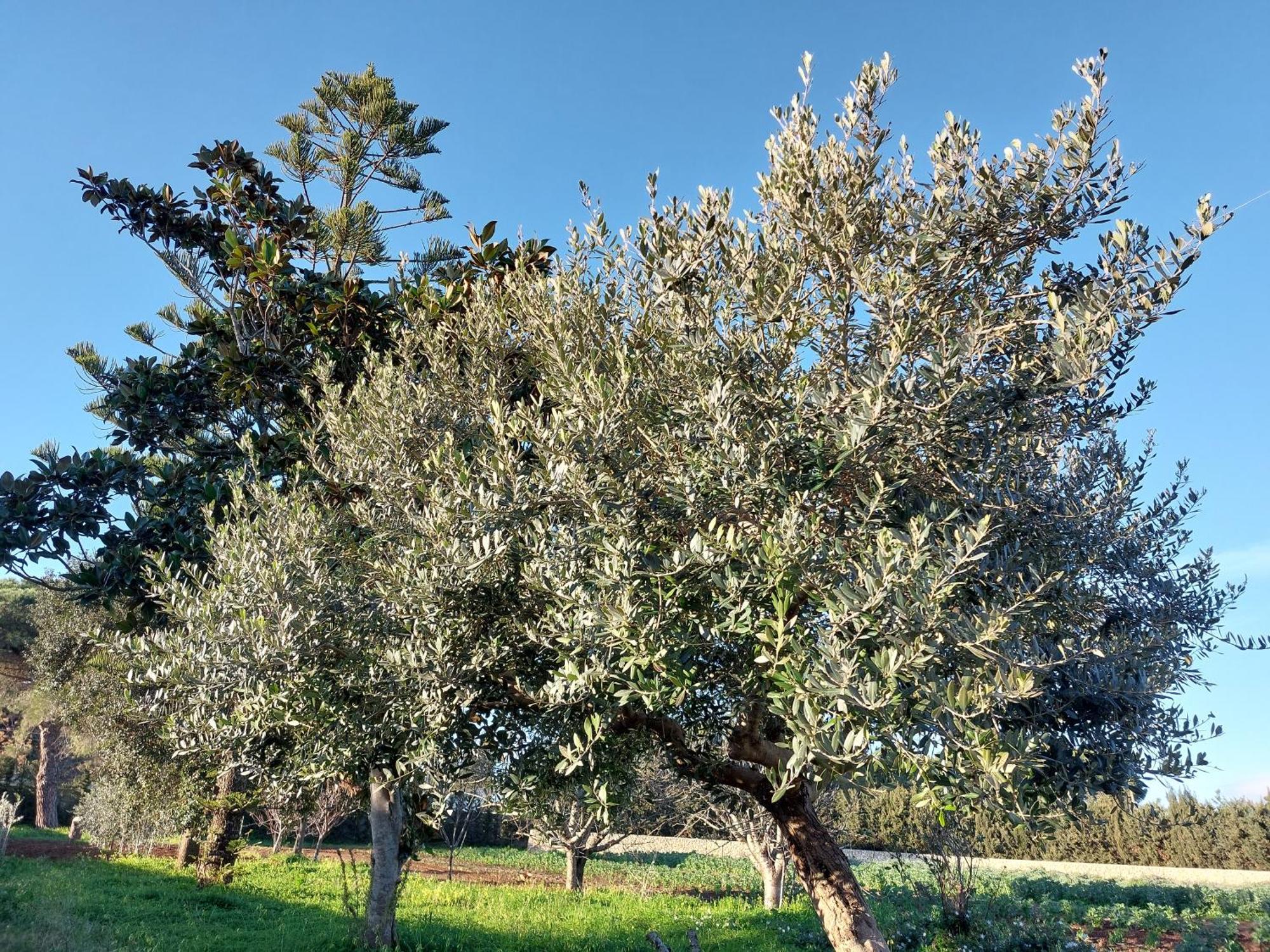 Vila L'Aira Ecchia - Ospitalita Rurale Lecce Exteriér fotografie